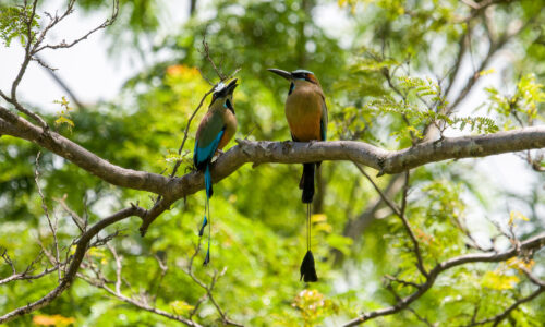 Birding Tour Arenal Observatory Lodge